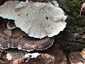 Lepketapló (Trametes versicolor), Somogy